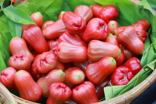 Water Apple (Jambu Air)