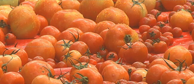 Dunnae Highland Tomatoes