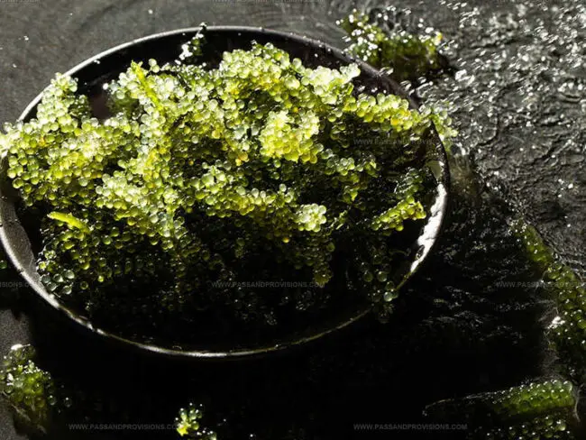 Are Sea Grapes Actually Fish Eggs?