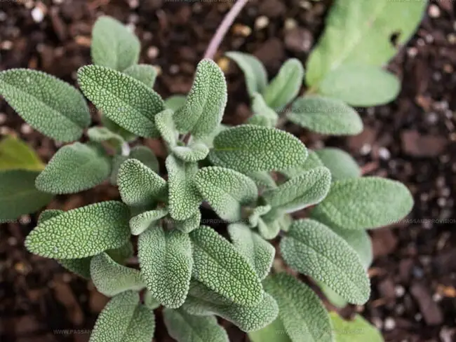 Adjusting Flavor Intensity With Sage Substitutes