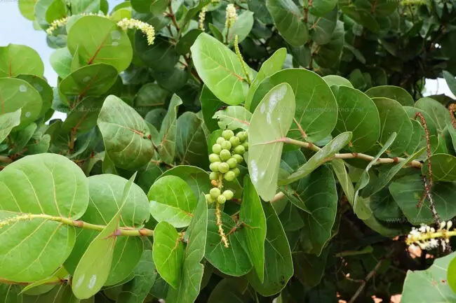 Sea Grapes Flavor Profile