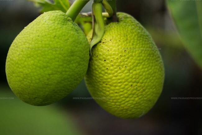 Breadfruit