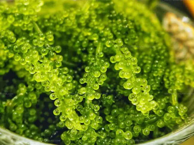 Where to Get Sea Grapes